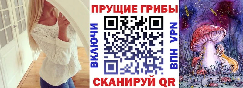 как найти наркотики  Избербаш  Псилоцибиновые грибы MAGIC MUSHROOMS 